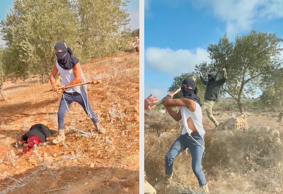 A masked Israeli settler carrying a club attacks a Palestinian woman beneath an olive tree in the occupied West Bank